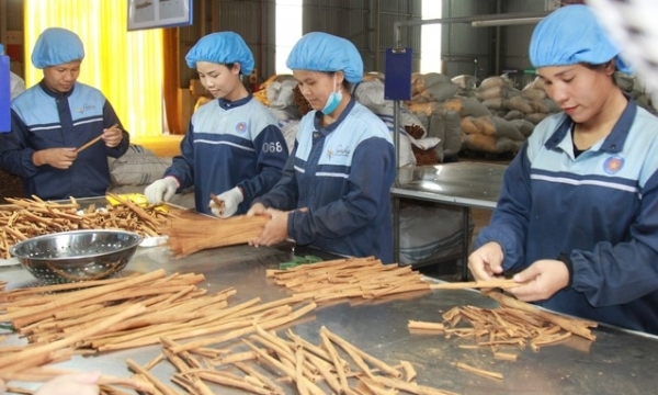 15,000 hectares of organic cinnamon reach the international market